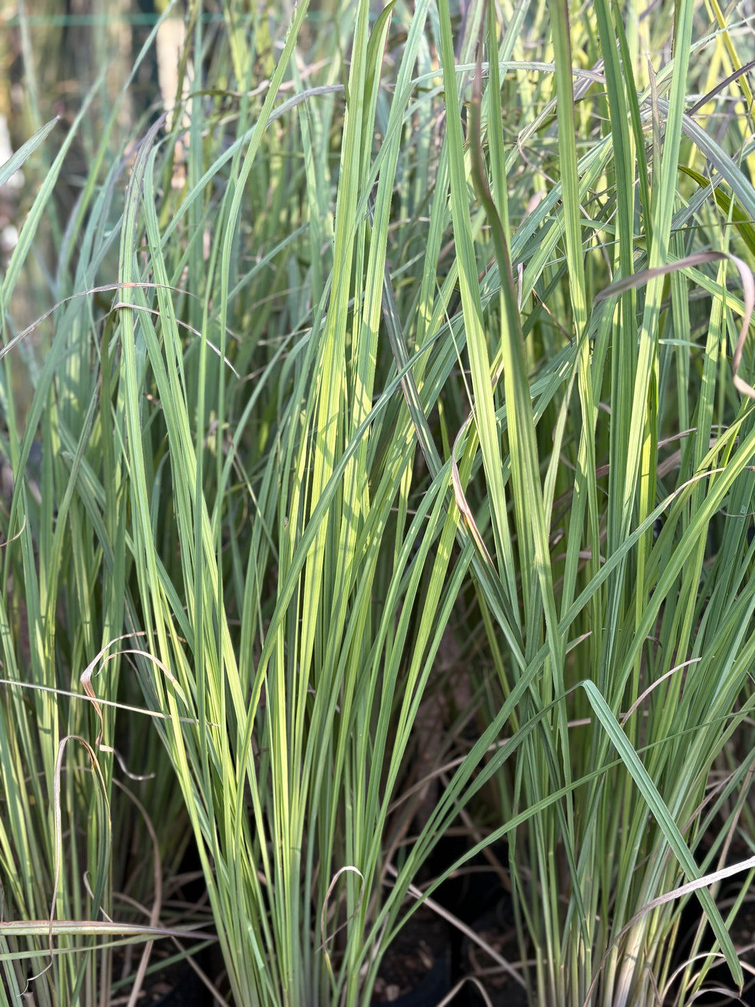 Paspalum haumanii chico