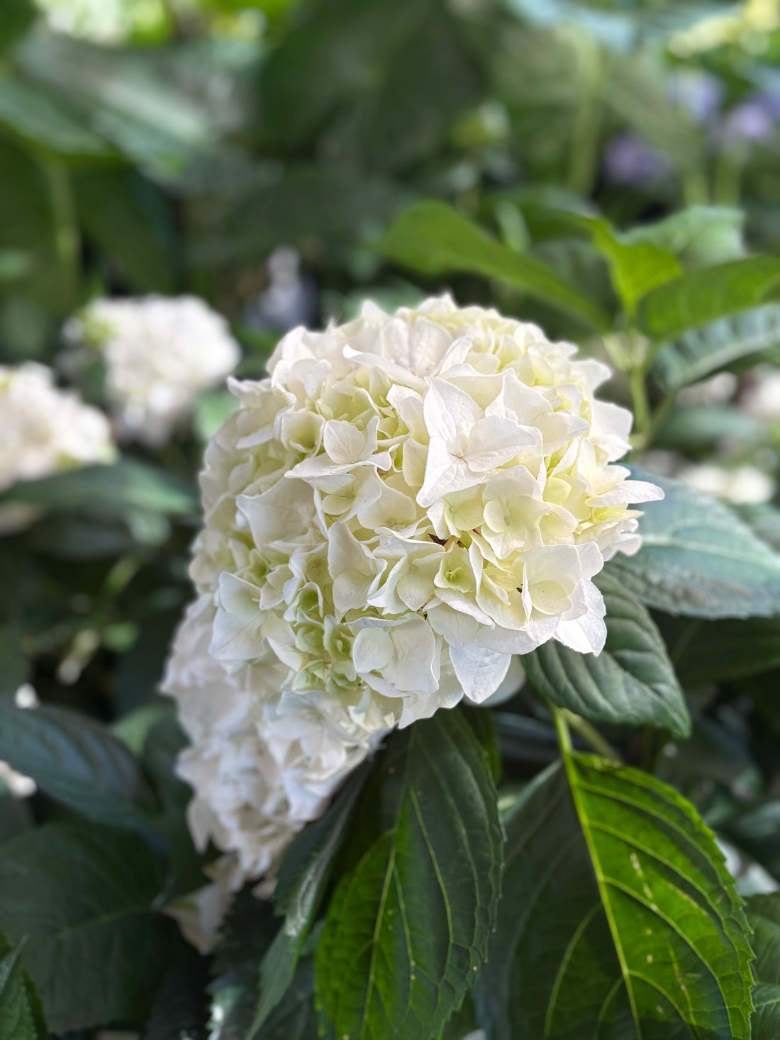 Hortensia blanca