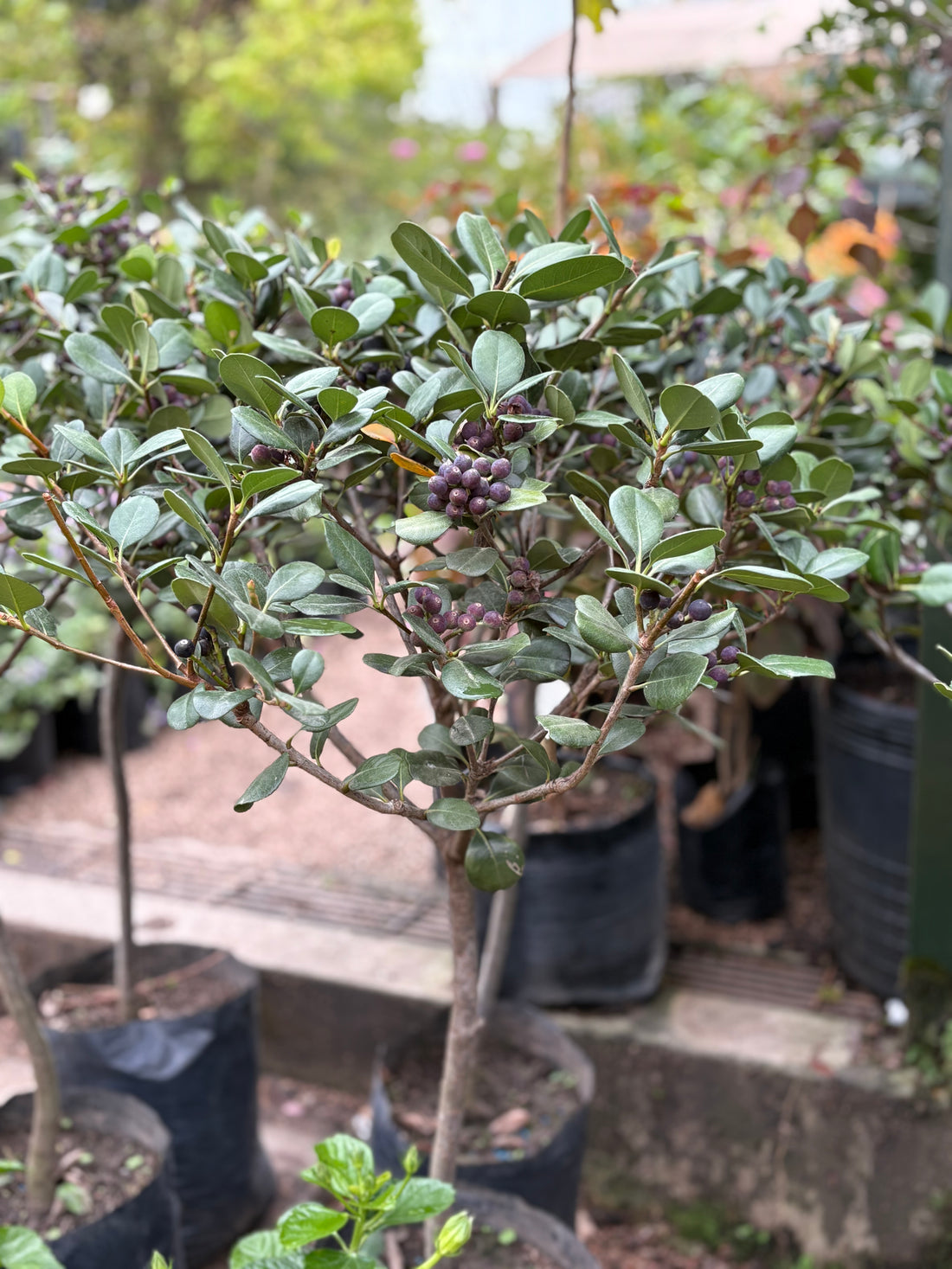 Raphiolepsis topiado