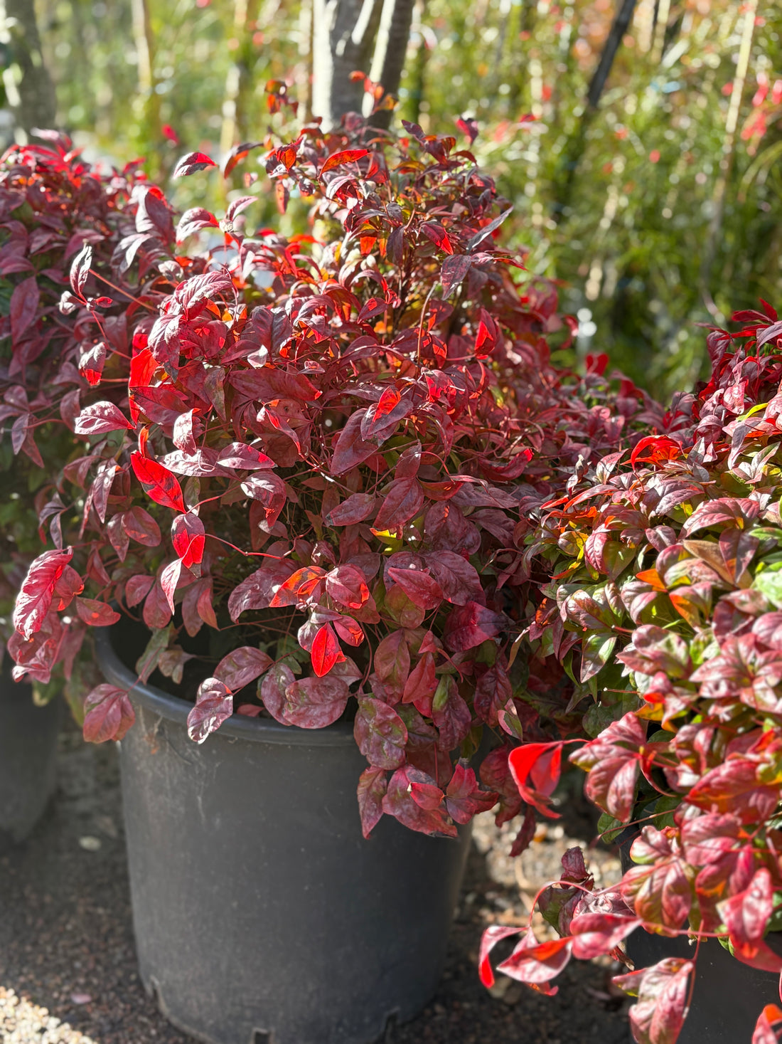Nandina Fire Power grande