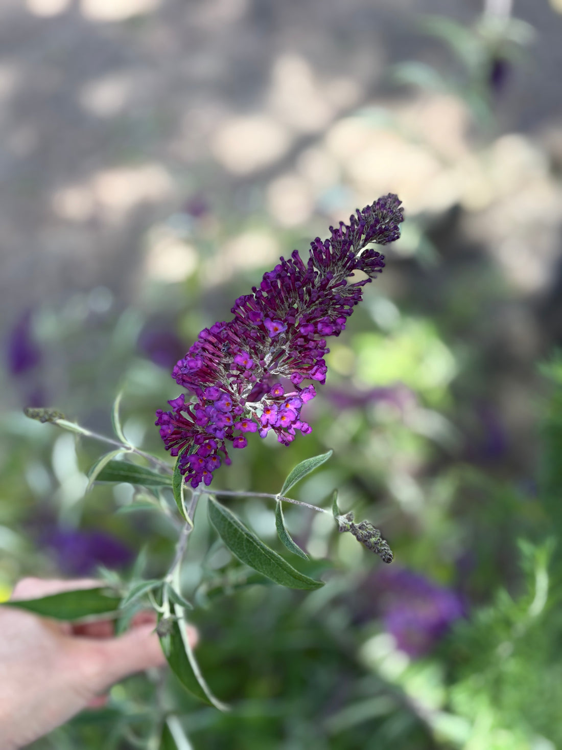 Budleia violeta enana