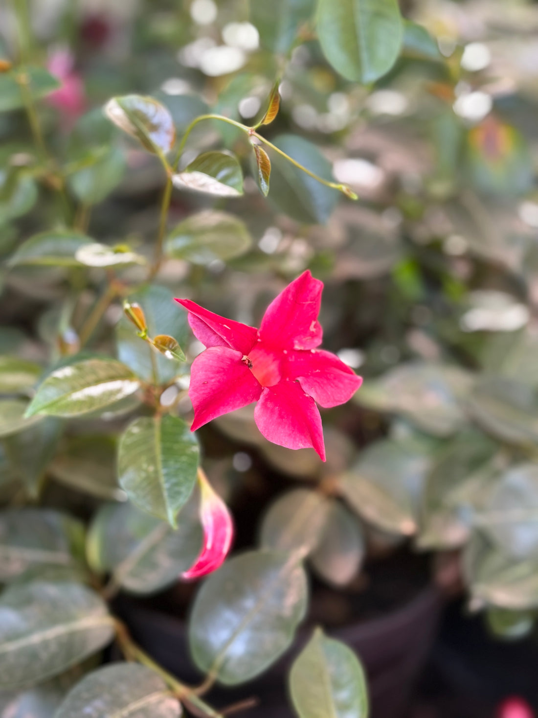 Dipladenia