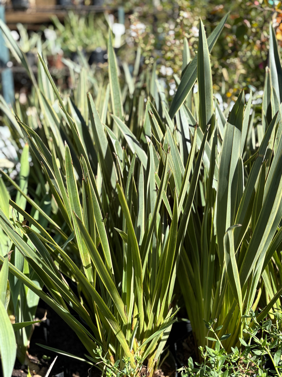 Phormium (formio) tenax enano variegado