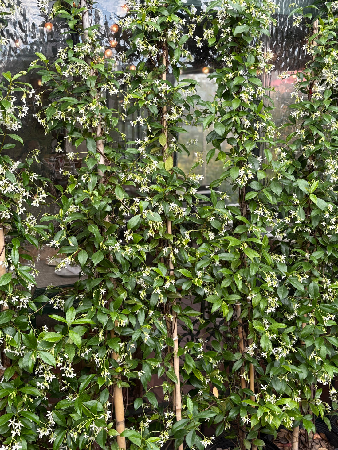 Jazmín de leche (Trachelospermum jasminoides) grande