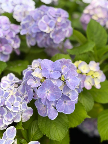 Hortensia azul