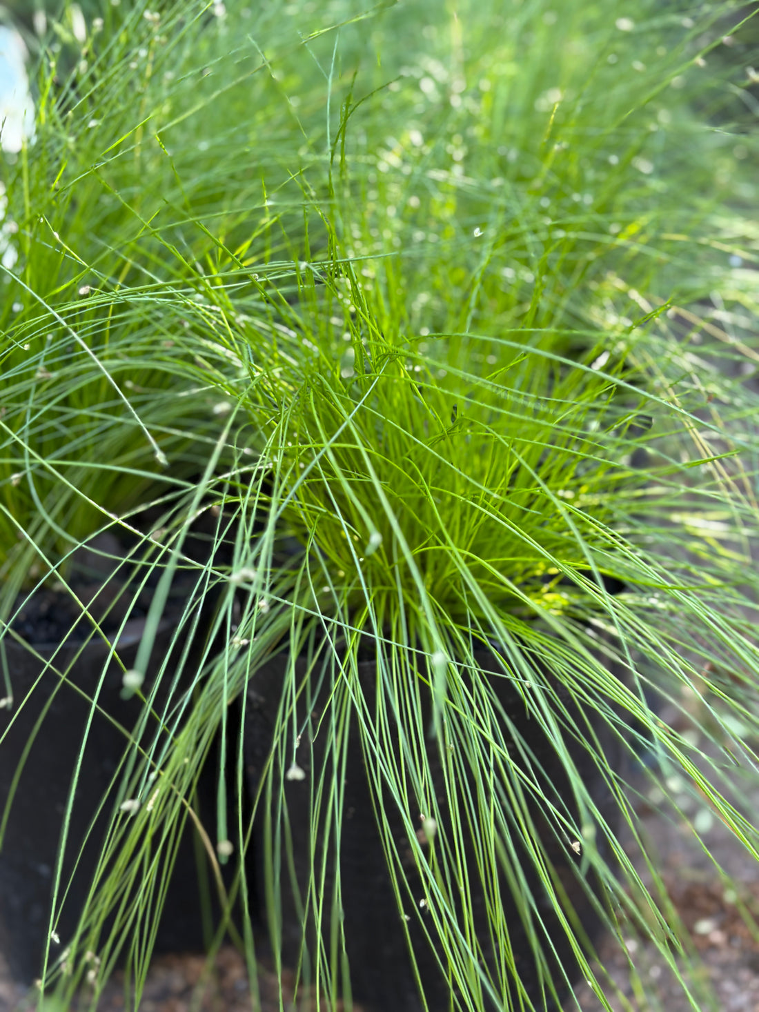 Scirpus