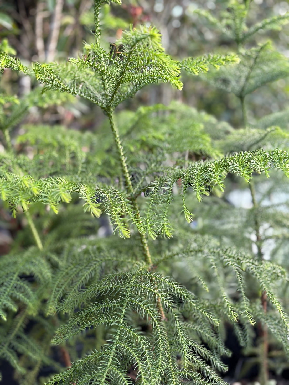 Araucaria Excelsa