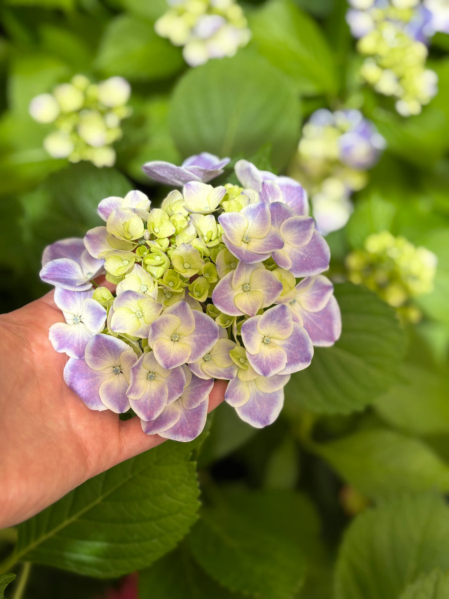 Hortensia azul