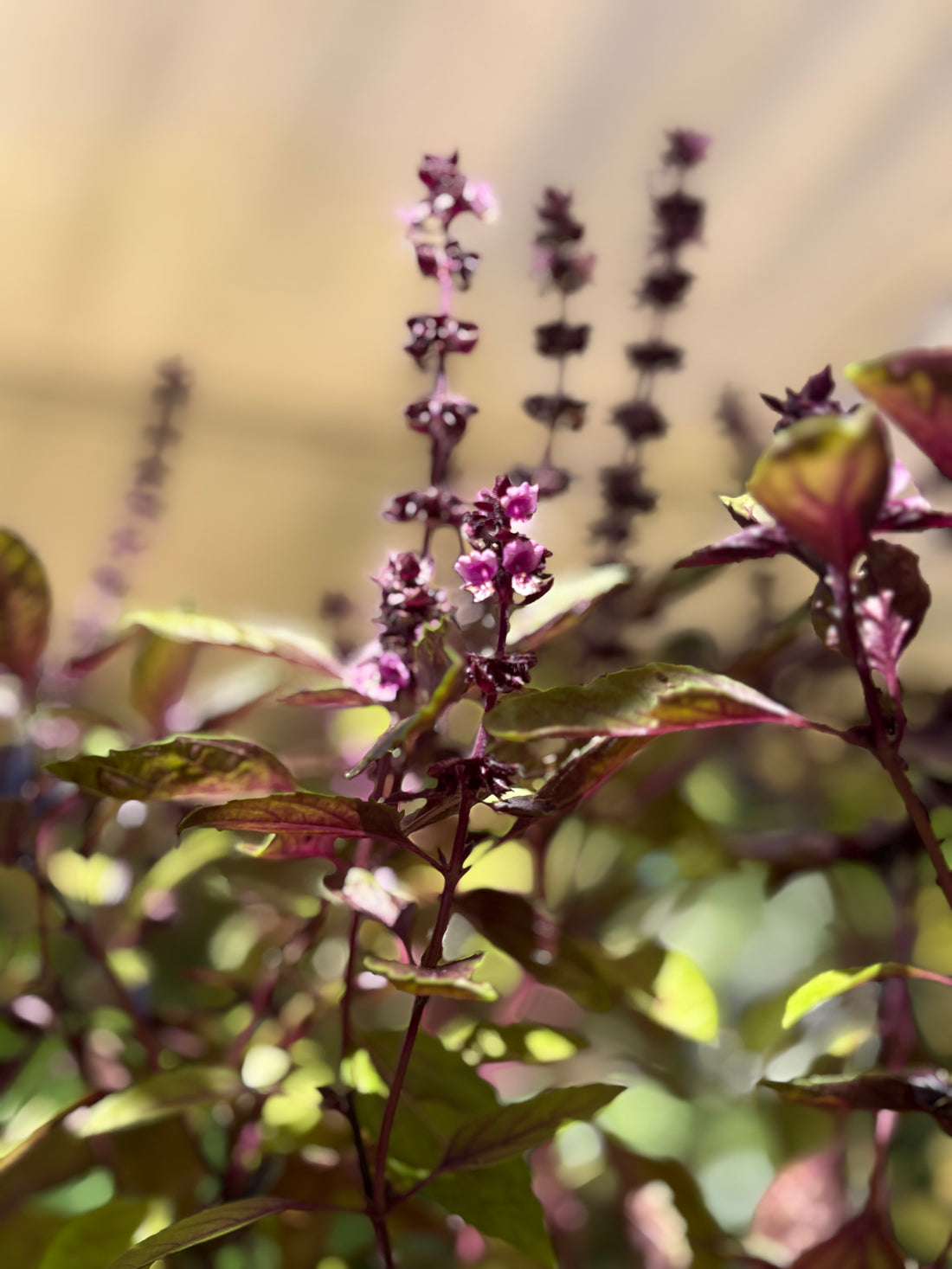 Albahaca morada