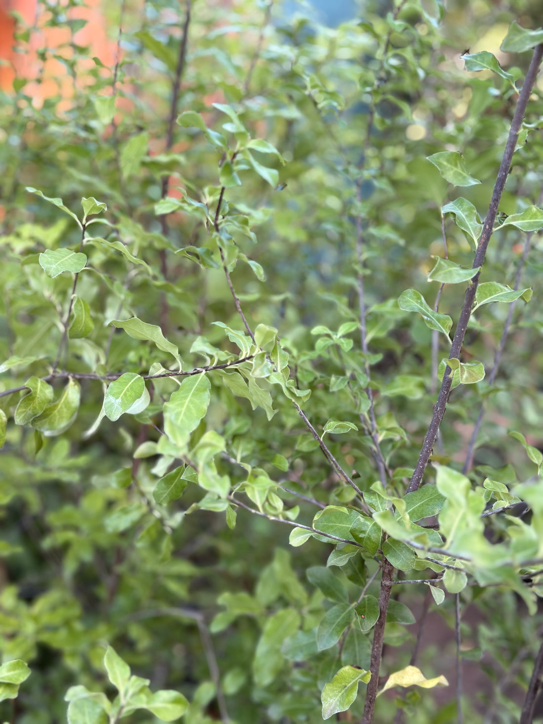 Pittosporum nigricans