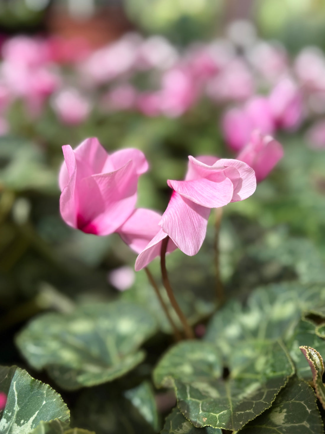 Cyclamen (Violeta de los Alpes) rosada