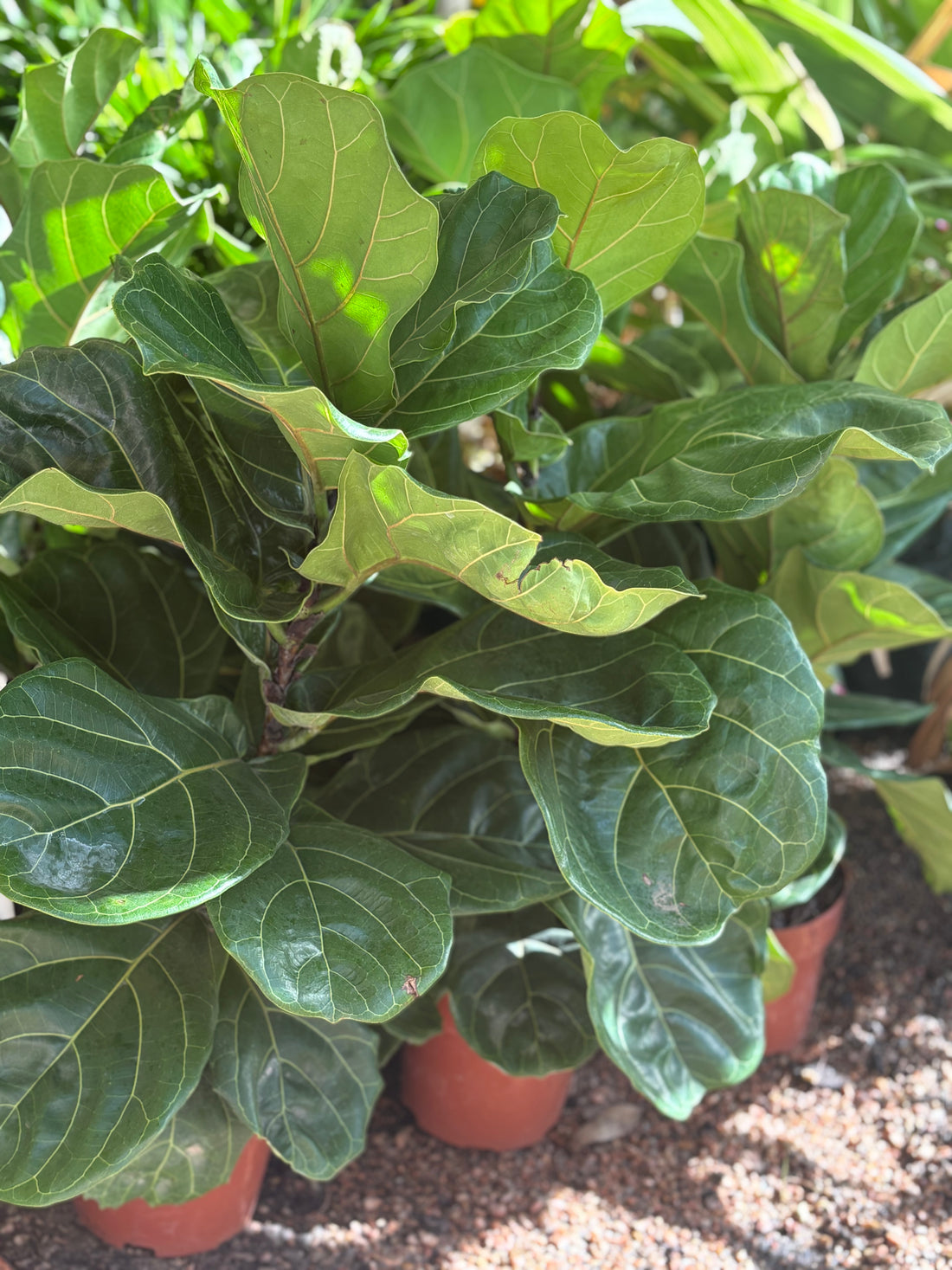 Ficus lyrata (hoja ancha)