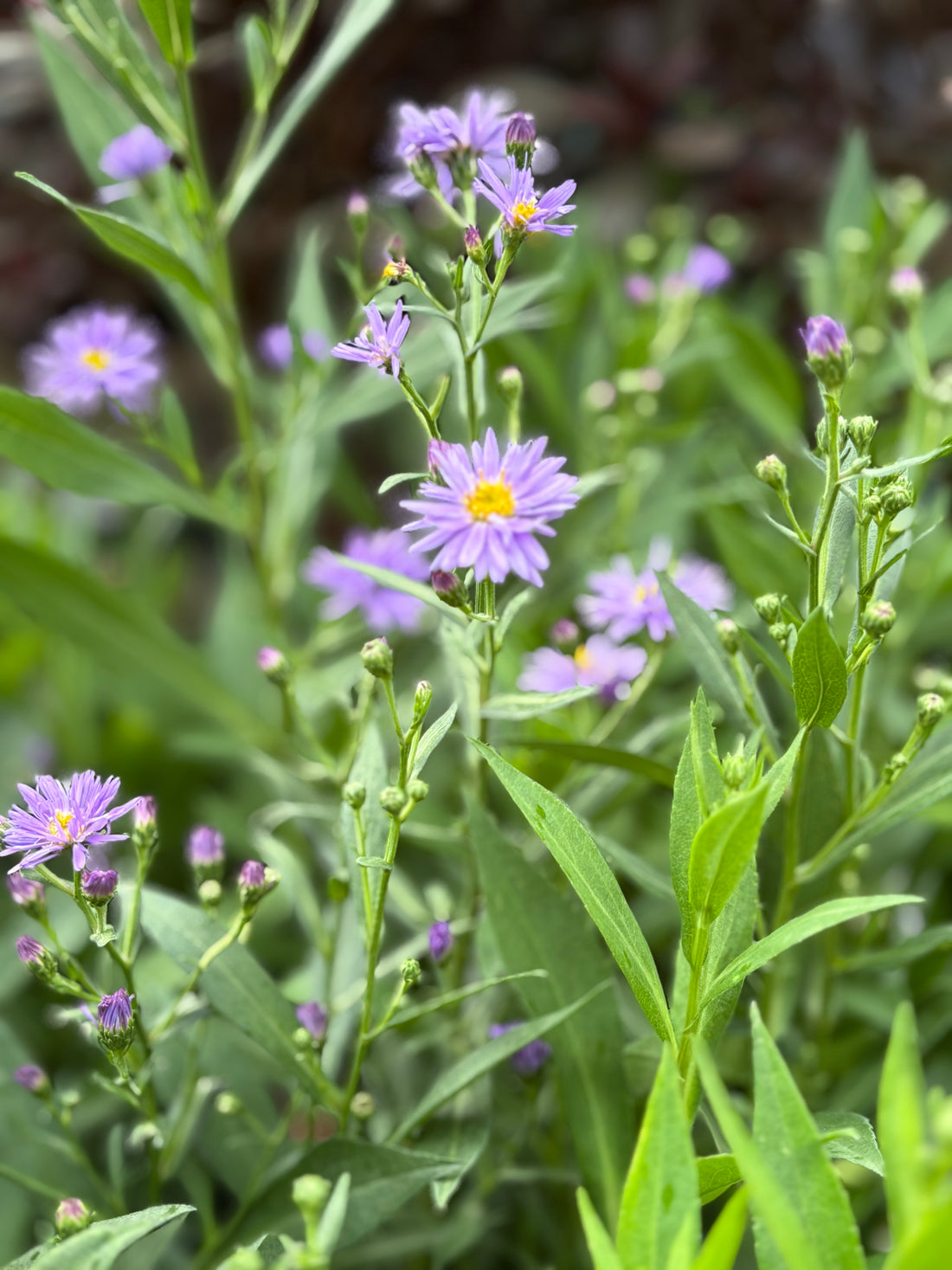Aster