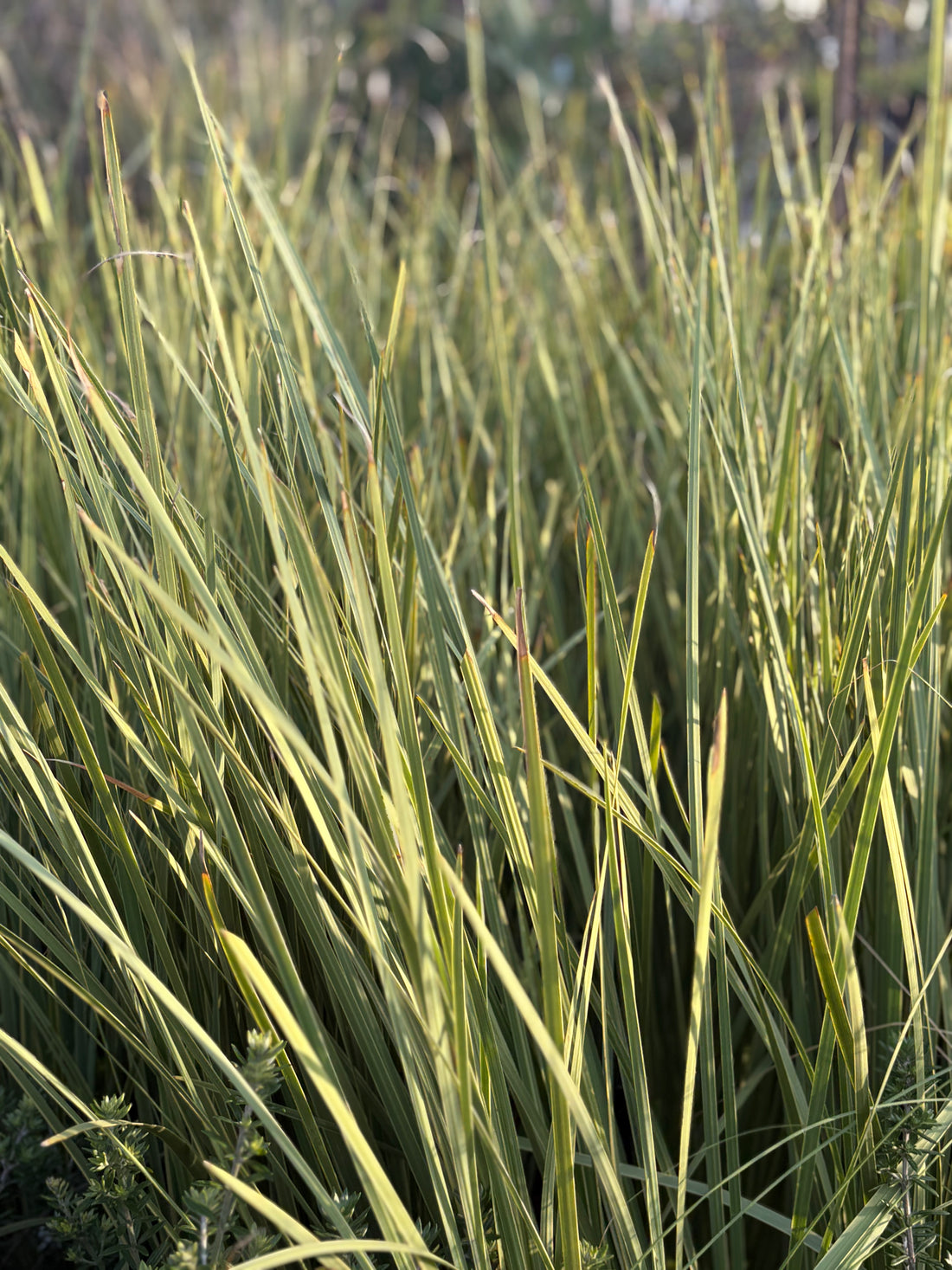 Dietes variegado