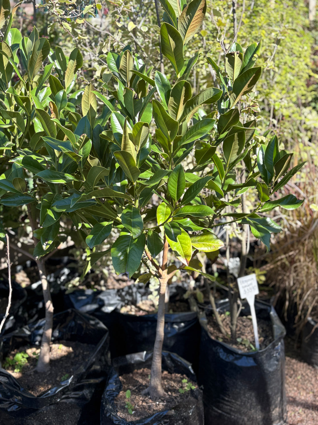 Magnolia grandiflora grande