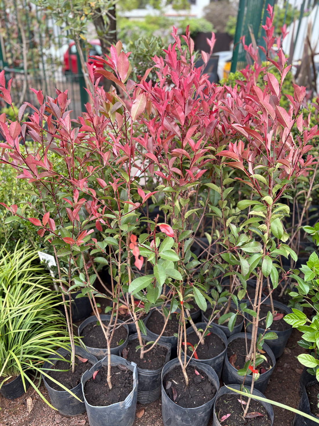 Photinia mediana