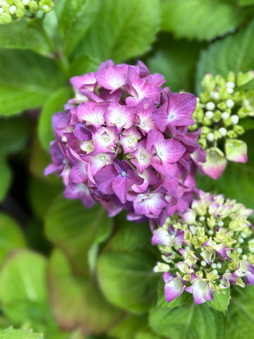 Hortensia morada