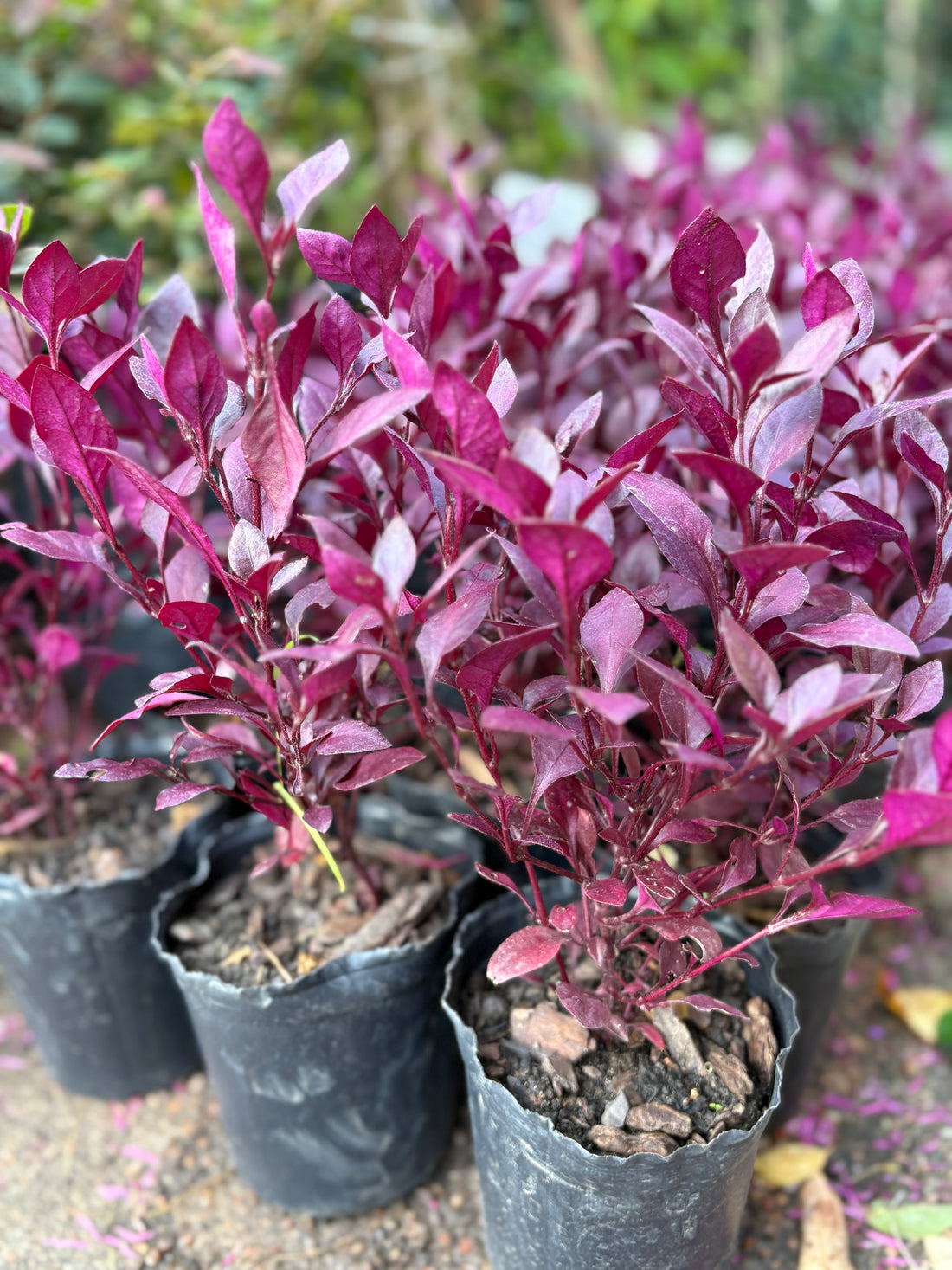 Lutiela perenne