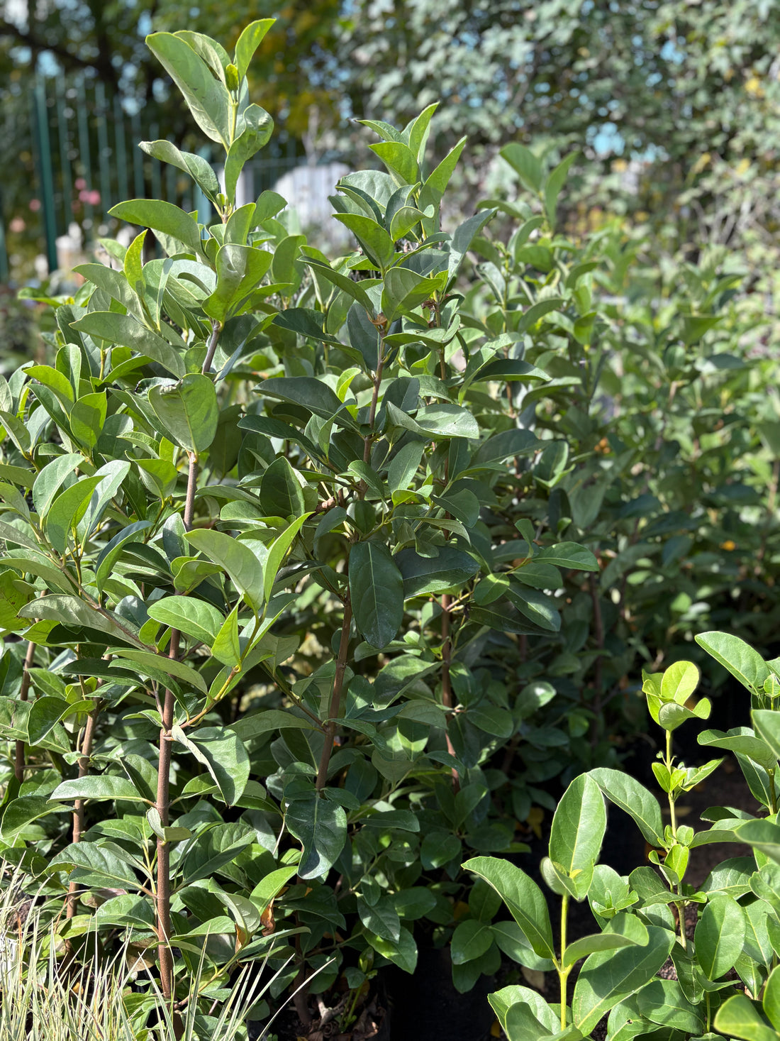 Viburnum odoratisimo