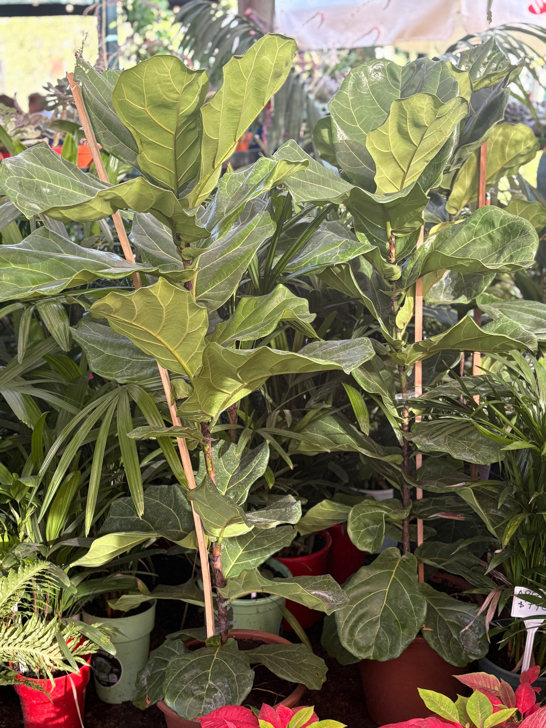 Ficus lyrata grande (hoja ancha)