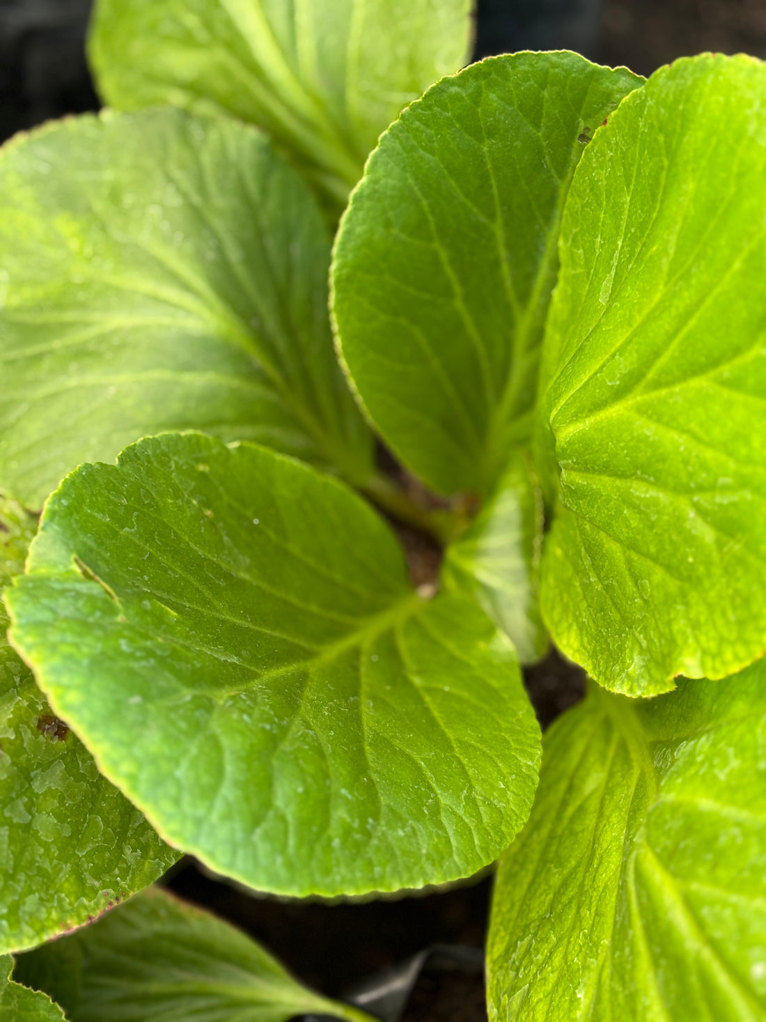 Bergenia
