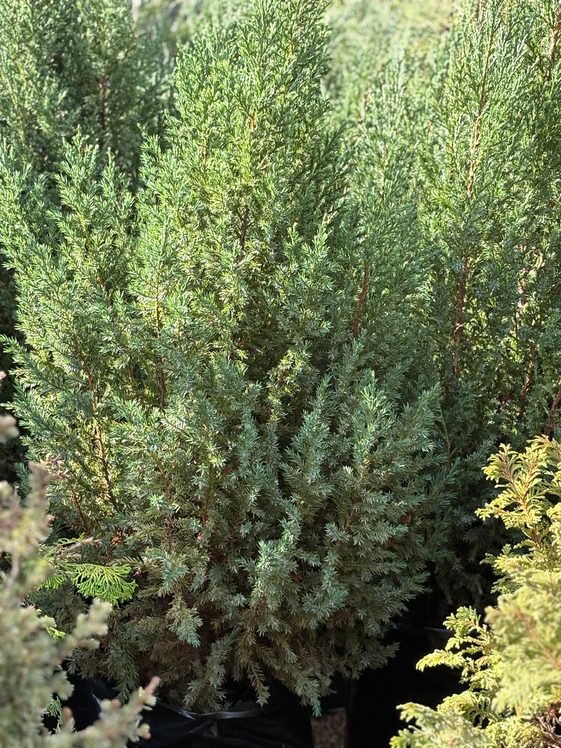 Juniperus Chinensis