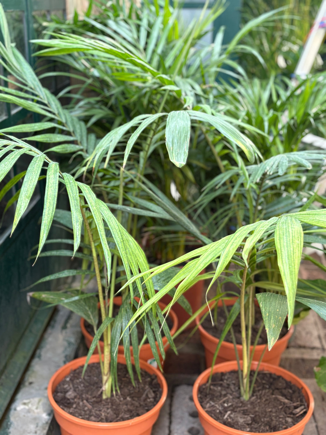 Palmera Real