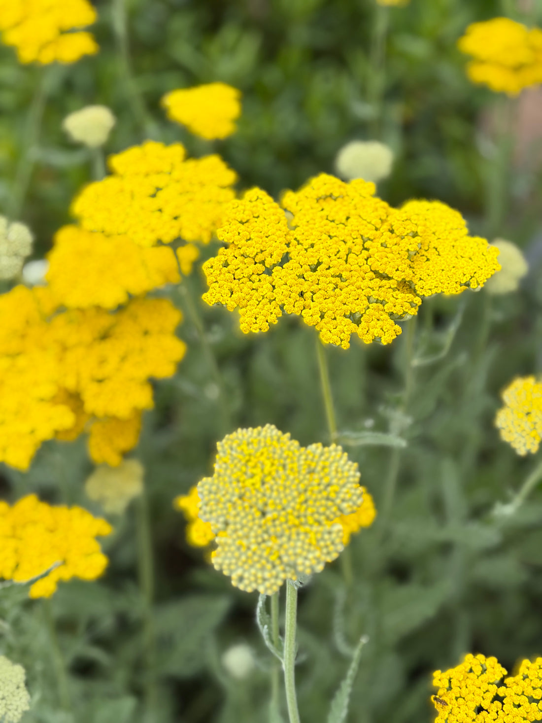Achilea Amarilla