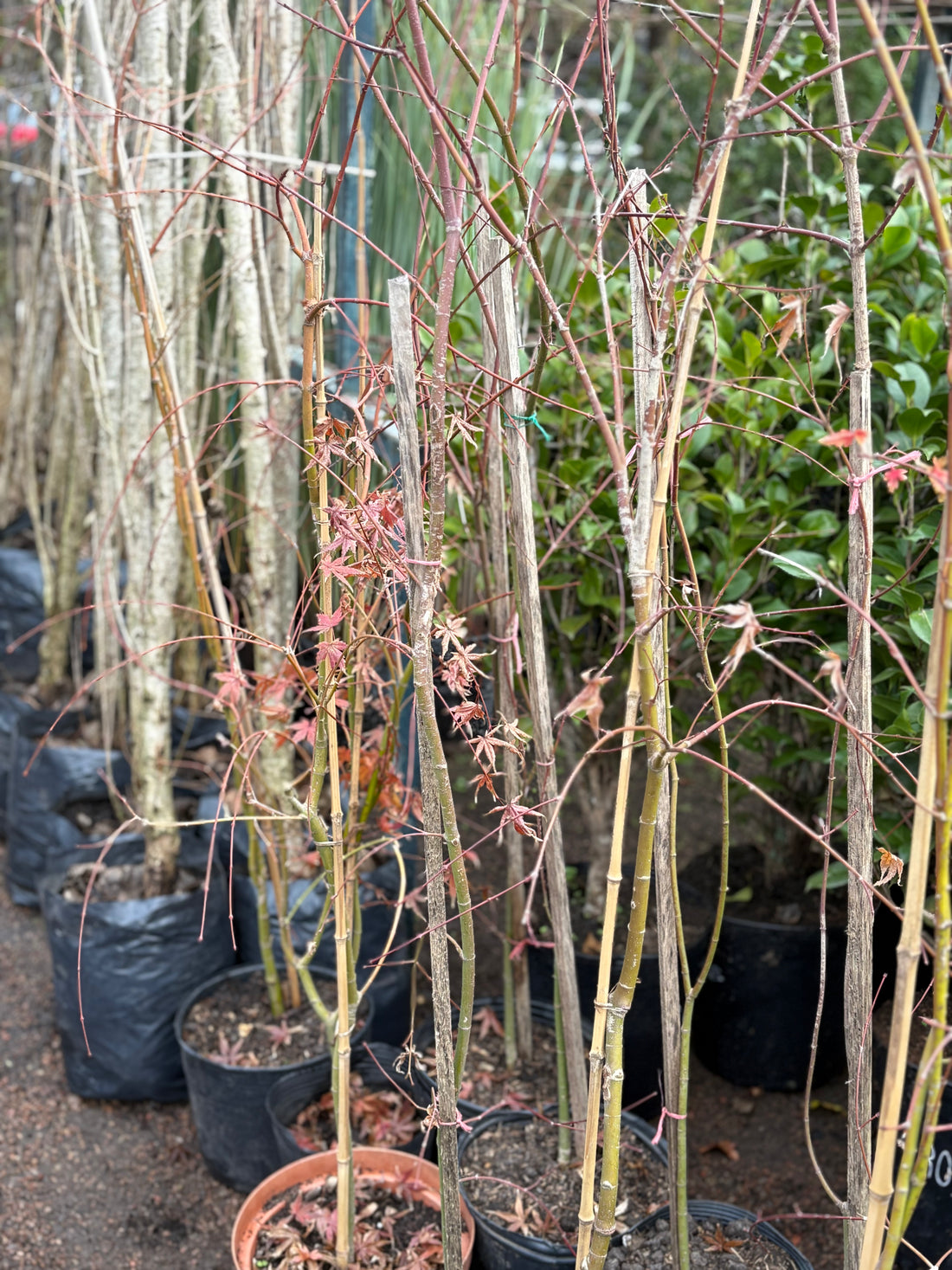 Acer palmatum