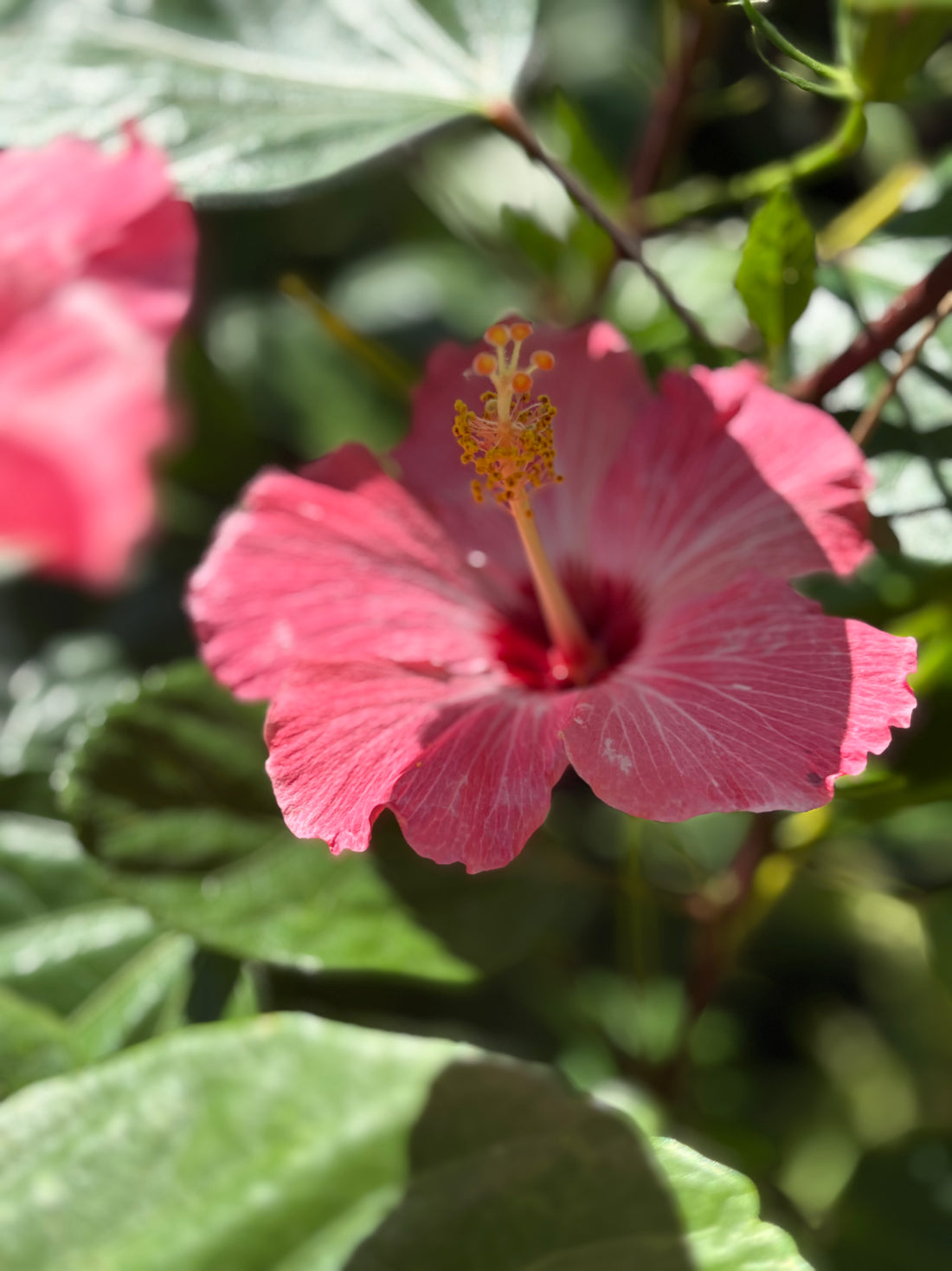Hibisco rosado grande