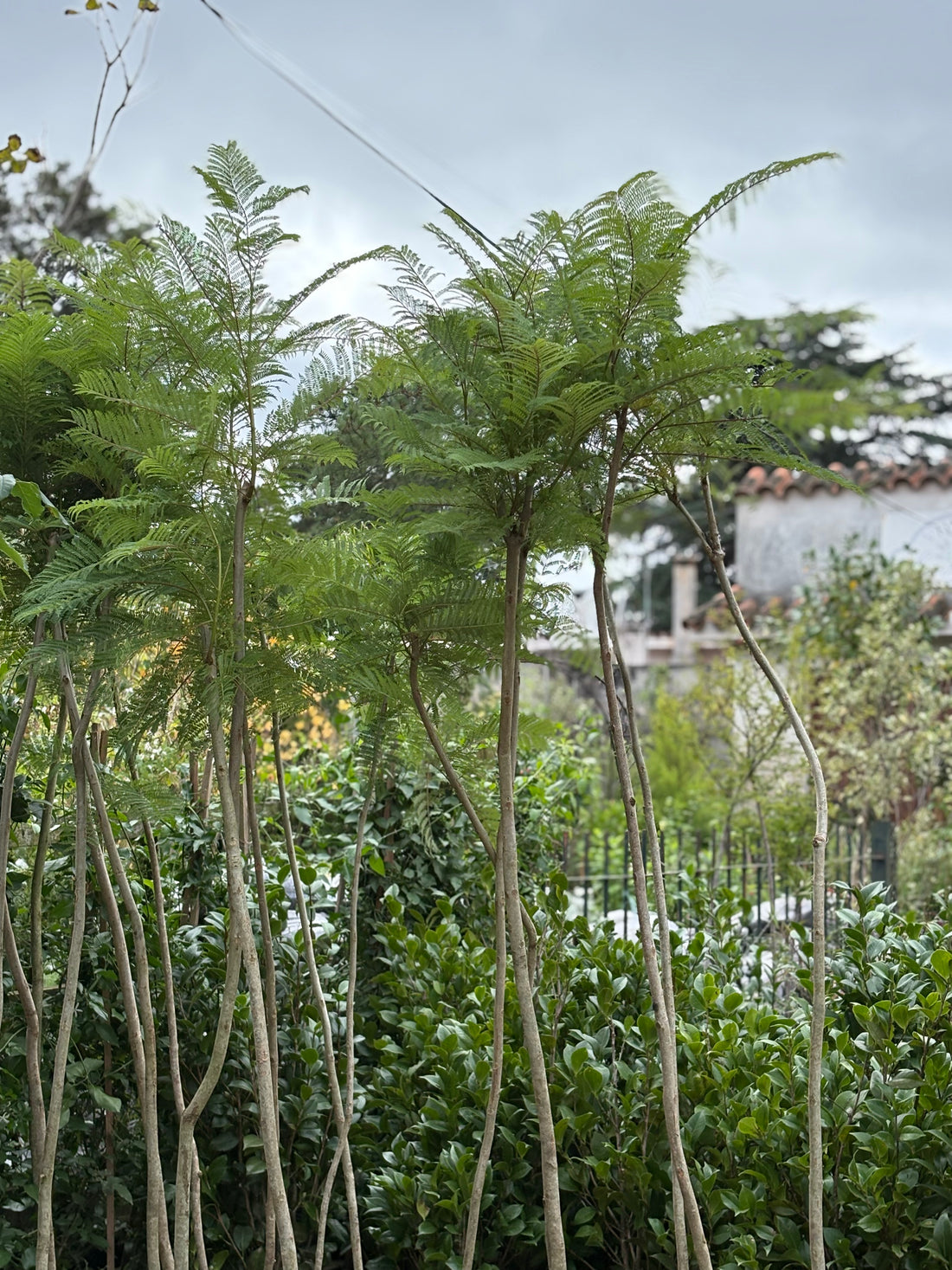 Jacarandá