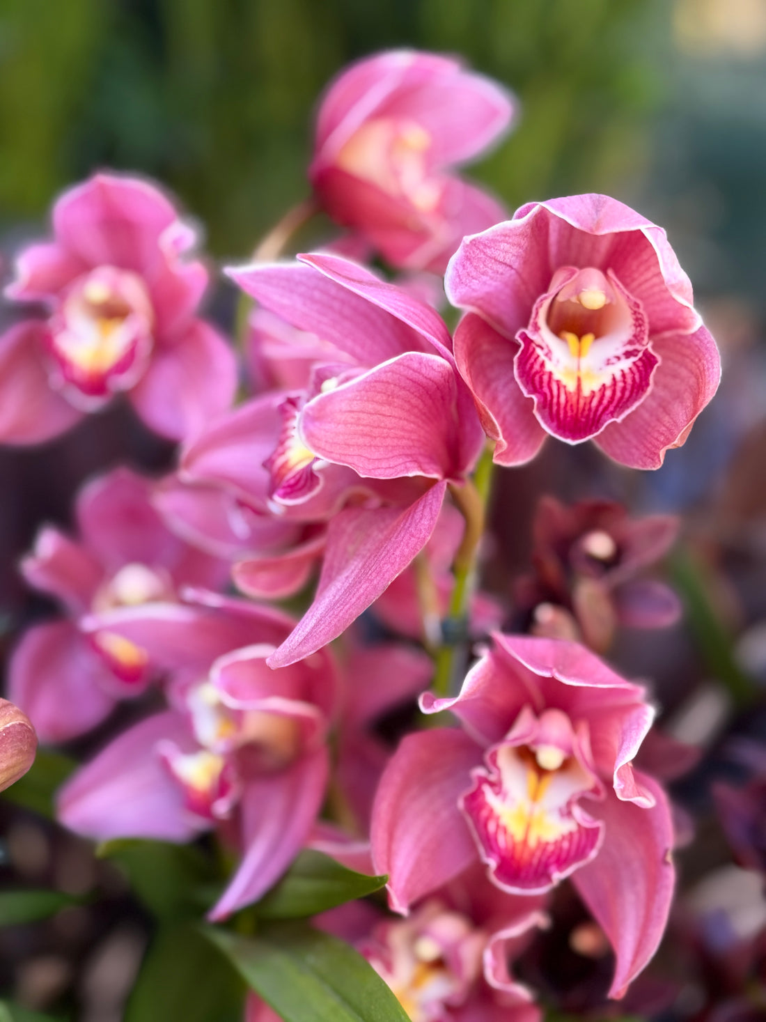 Orquídea Cimbidium