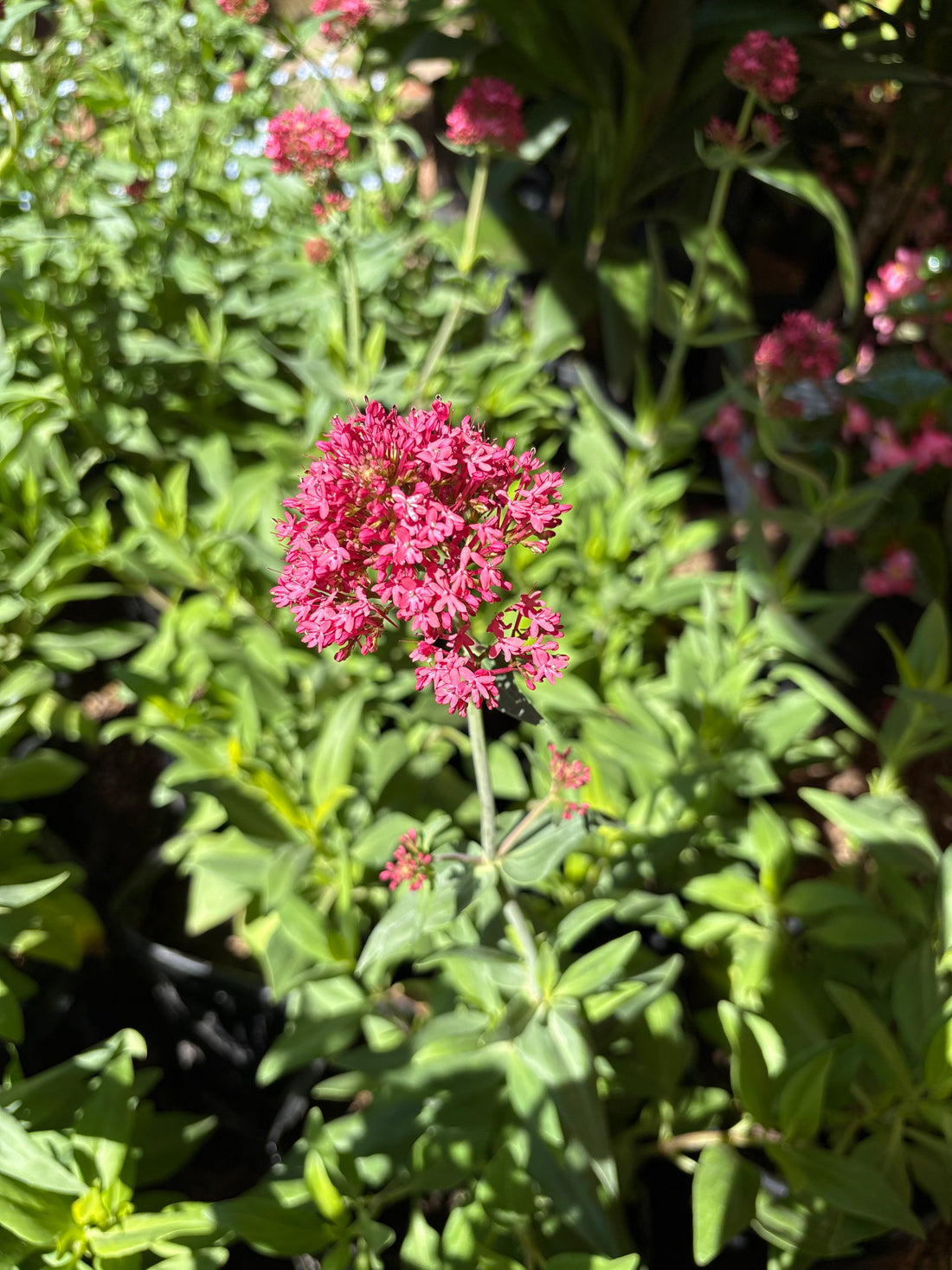 Centranthus fucsia