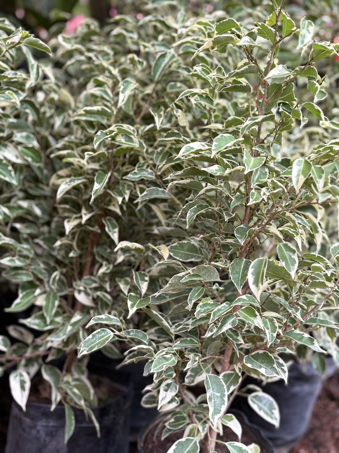 Ficus benjamina variegado chico