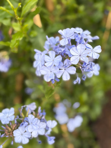 Plumbago celeste