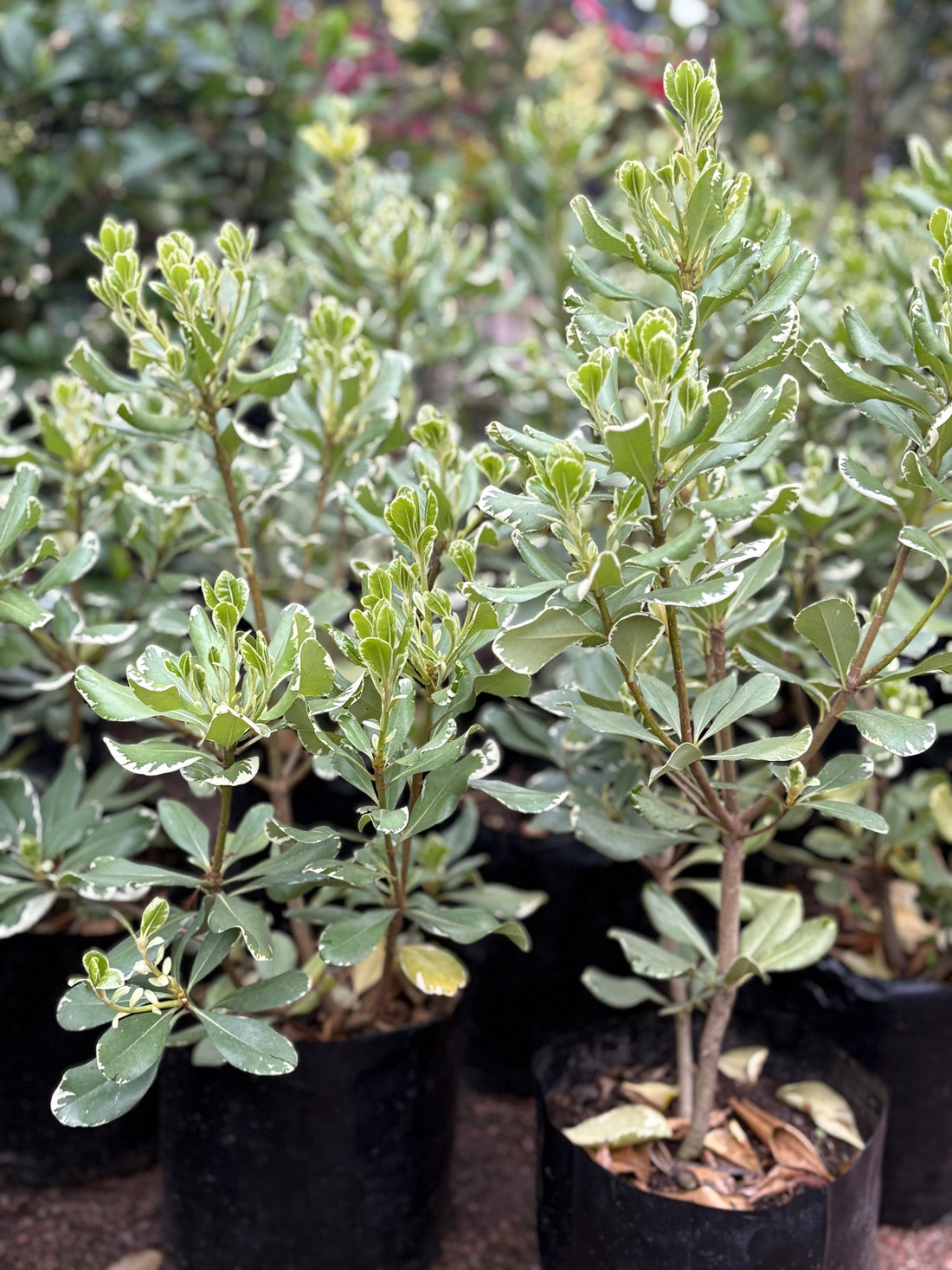 Pittosporum variegado