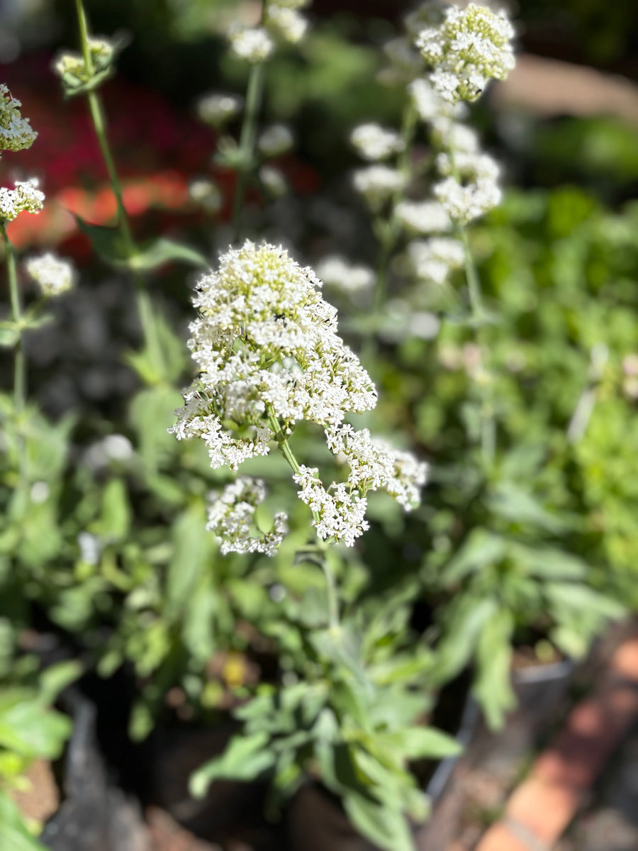 Centranthus blanco