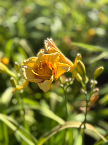 Hemerocalis amarillo