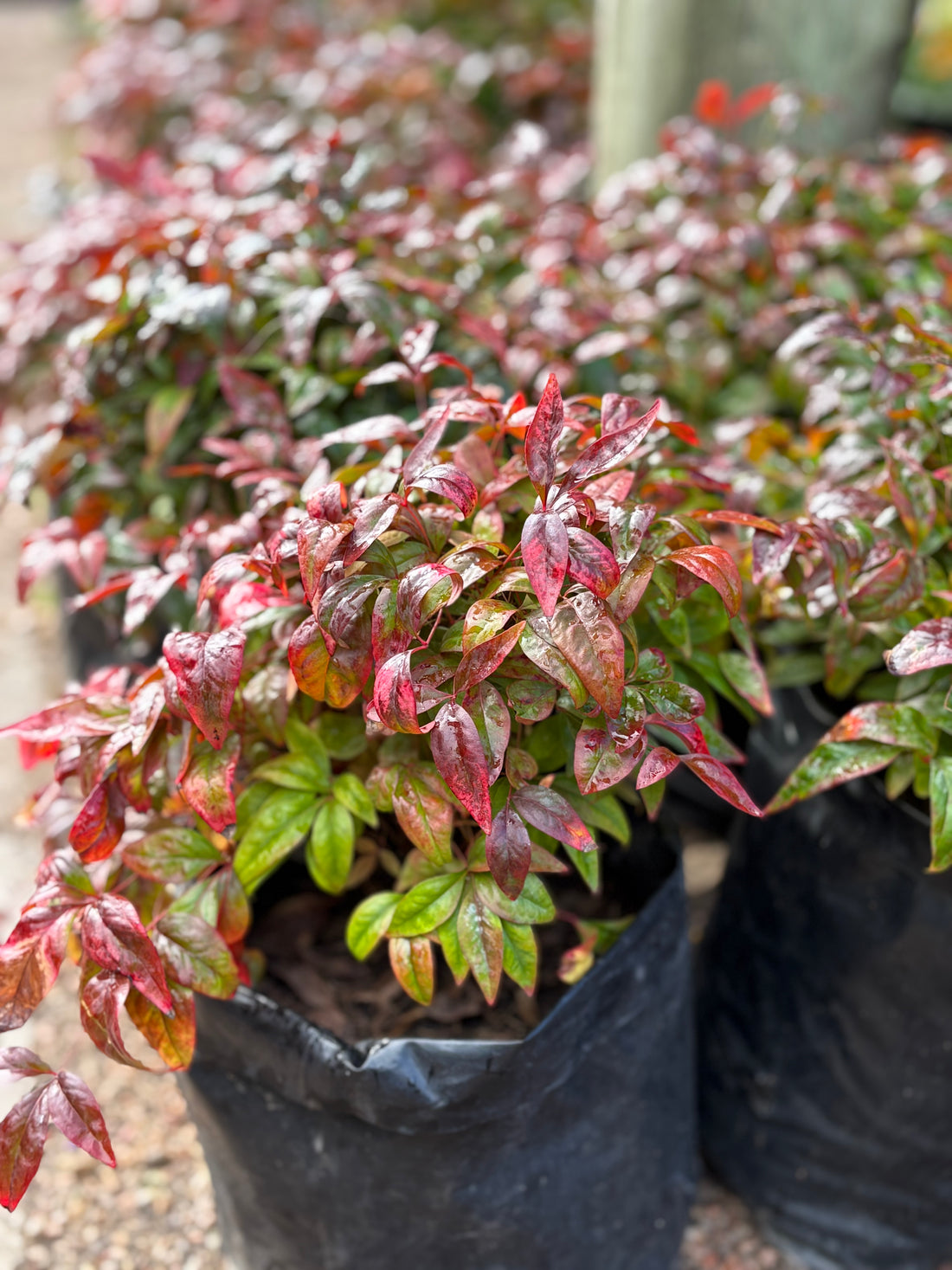Nandina Fire Power