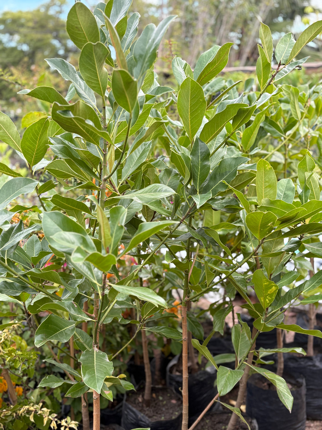 Magnolia grandiflora