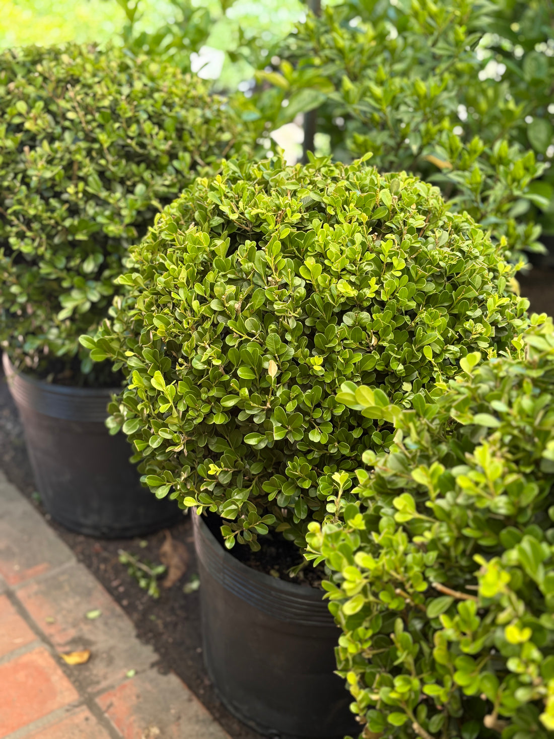 Boj topiado grande XL