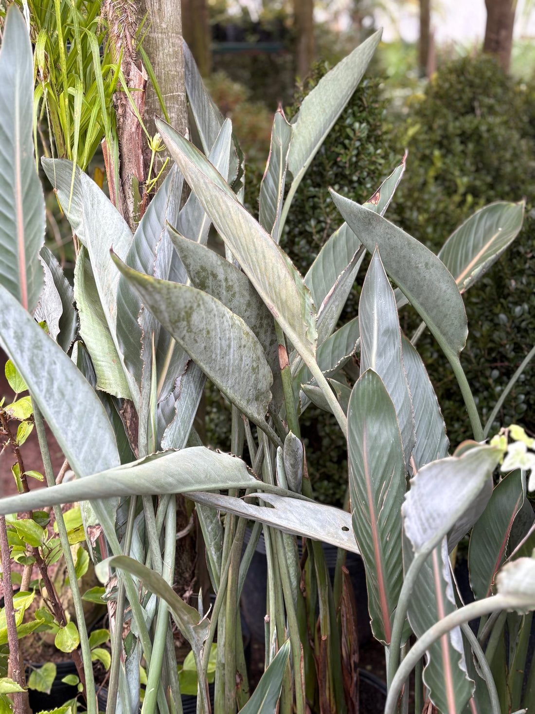 Sterlitzia pajarito