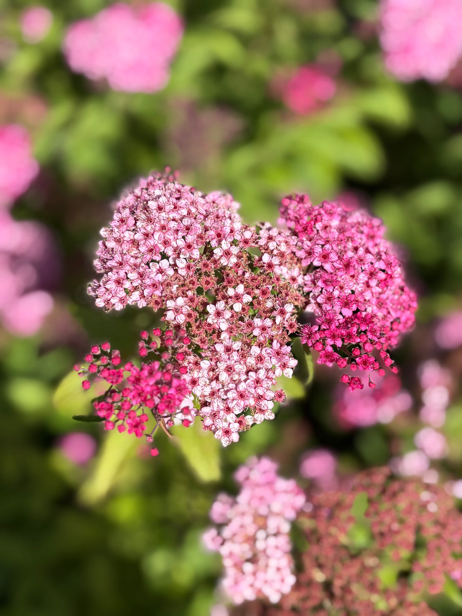 Spirea rosada