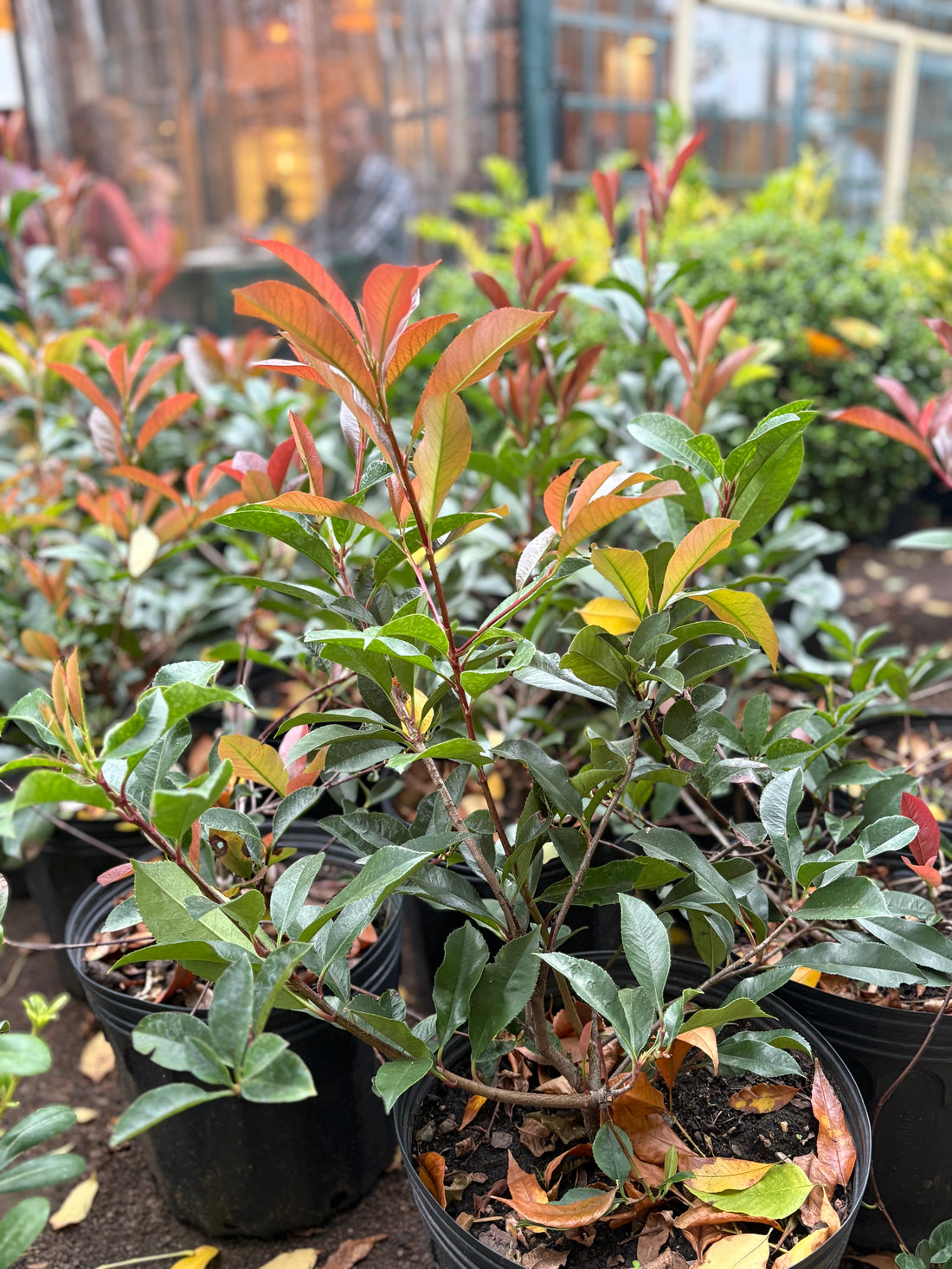 Photinia