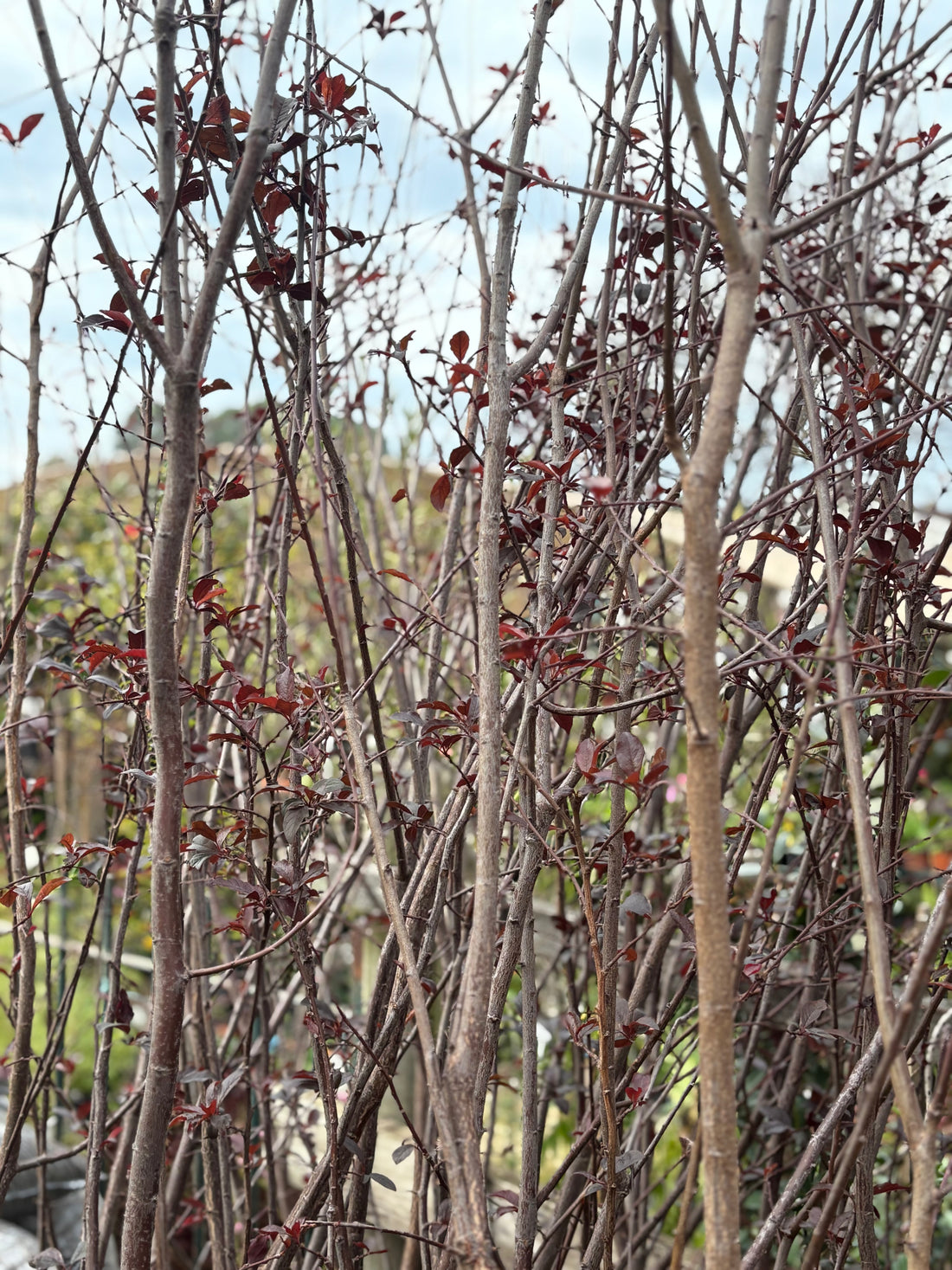Ciruelo de jardín (Prunus cerasifera)