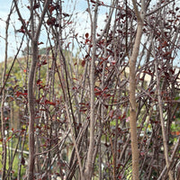 Ciruelo de jardín (Prunus cerasifera)
