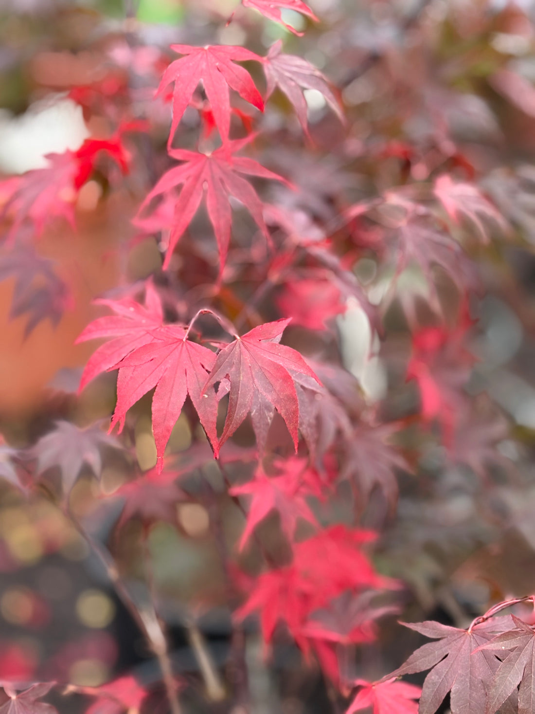 Acer palmatum Fire Glow
