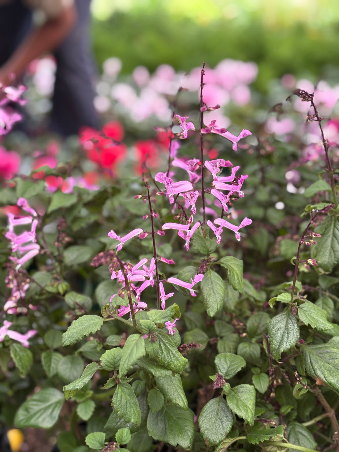 Plectranthus rosado