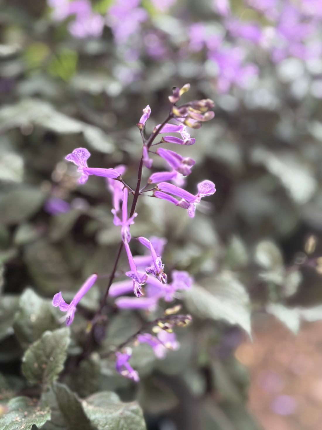 Plectranthus lila