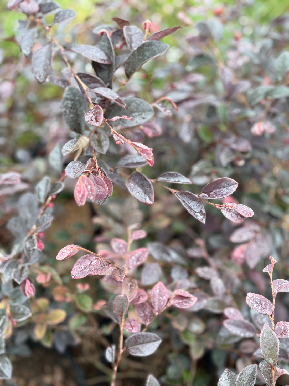 Loropetalum morado